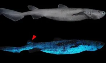 Yeni Zelanda’da keşfedildi: Köpek balığı karanlıktaki görüntüsüyle şaşırttı