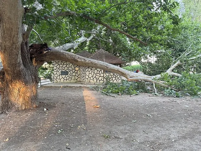 piknik-alaninda-agacin-dali-vatandaslarin-uzerine-devrildi-11-yarali-1752790545381.jpeg