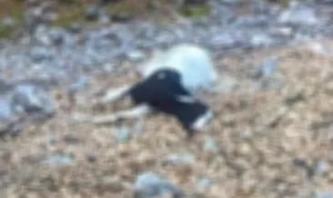 Sürüden ayrılan keçileri kurt kaptı