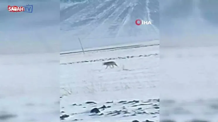 Aç kurt yerleşim yerine kadar indi | Video