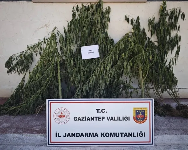 kenevir-operasyonunda-9-gozalti-1787738635965.jpg