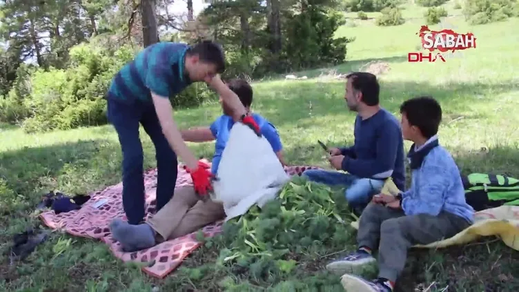 'Çaşır' otunda şifa arıyorlar