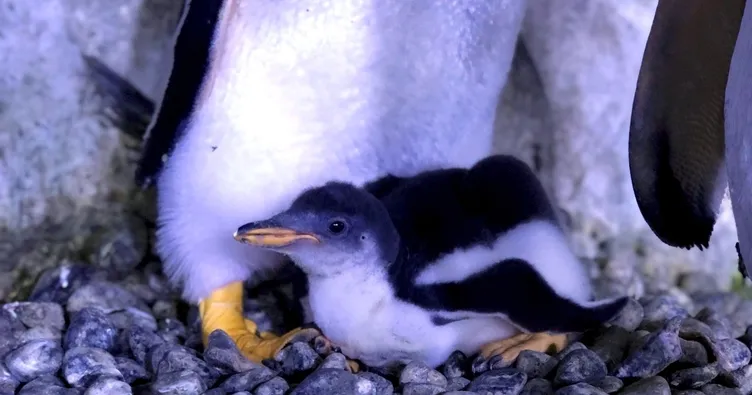 Akvaryum’da ilk bebek penguen heyecanı