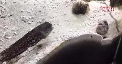 Balıkların şakalaşması olay oldu!