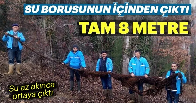 Su borusundan 8 metre ağaç kökü çıktı