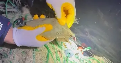 Muğla kıyılarında kaçak av denetimi! 2200 metrelik ağa el konuldu #mugla