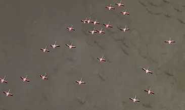 Yarışlı Gölü’ndeki flamingolar havadan görüntülendi
