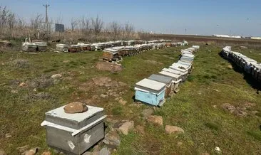 Küresel iklim değişikliği arıları vurdu... Arılar, iklim değişikliğinin kurbanı oldu