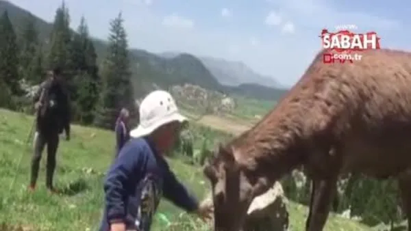 Kızıl geyik köye indi; çocuğun sevme anı kamerada | Video