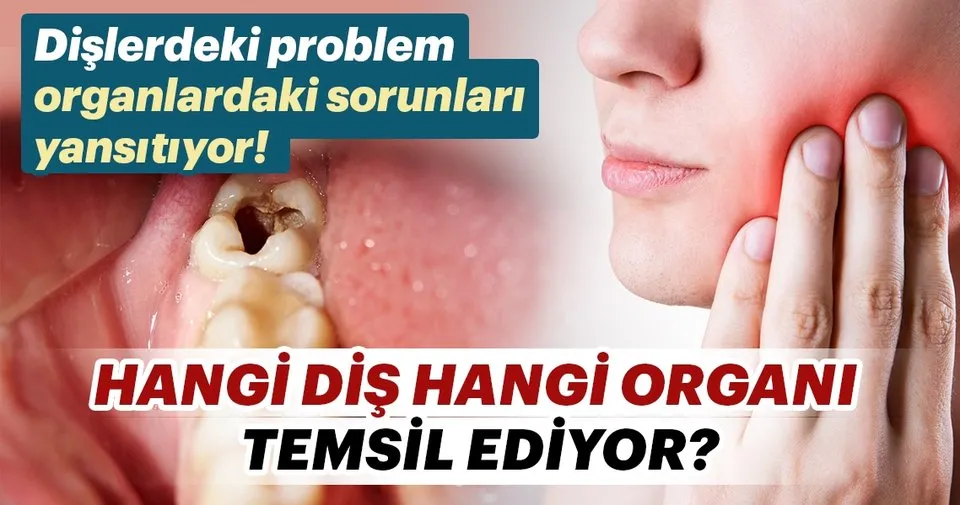 Her Bir Disiniz Bir Organi Temsil Eder Son Dakika Haberler