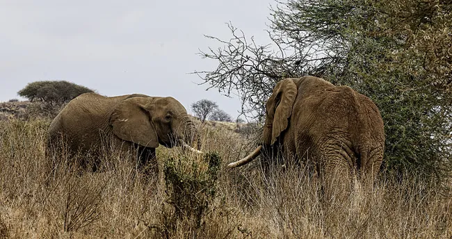 Kenya’da fil ölümlerinin ardındaki sır araştırılıyor: Zehirlenme şüphesi gündemde