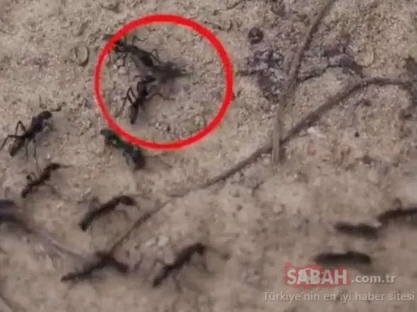 Savaş sonrası yaralanan karıncalar bakın ne yapıyor!