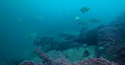 İzmit Körfezi’nde maviye dönüş başladı!