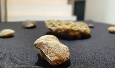 Kayseri’de bir eve yapılan baskında 10 milyon yıllık fosil ele geçirildi