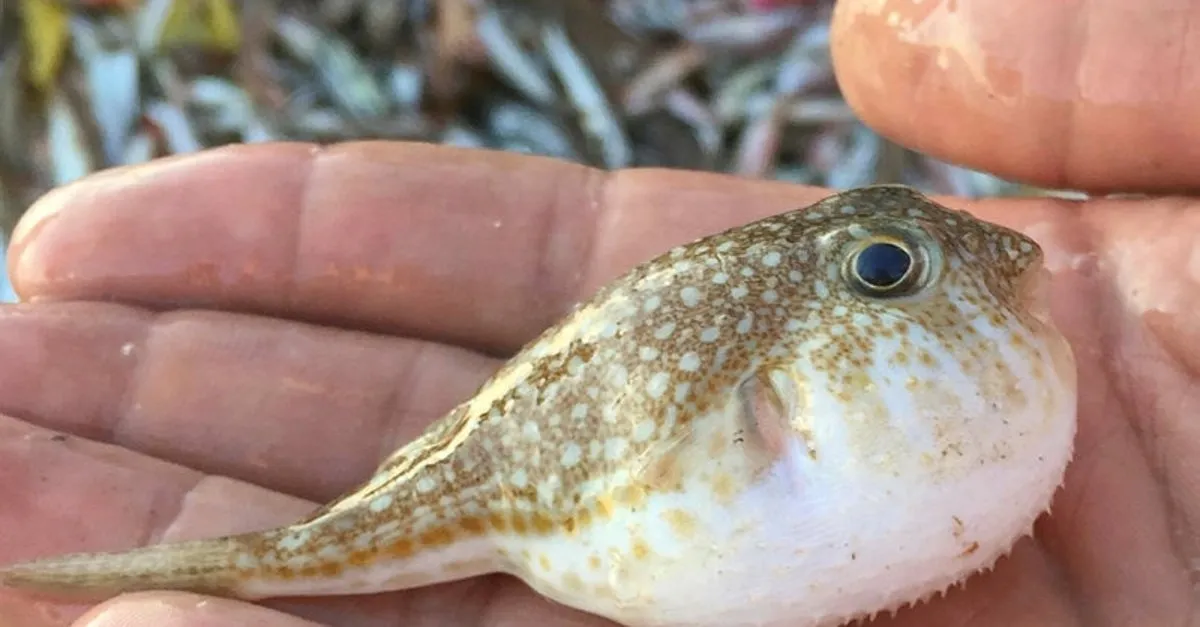 balon baligi zehri siyanurden 1200 kat daha guclu saglik haberleri