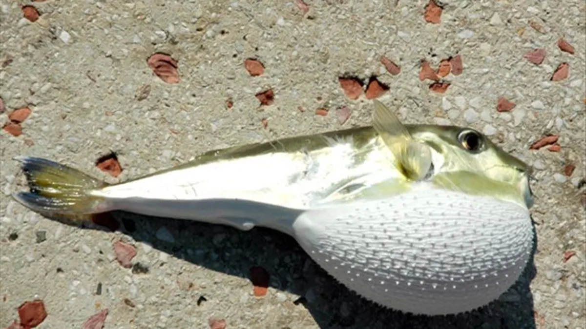 Balon balığı destekleme tutarı 35 lira Balon balığı destekleme tutarı 35 lira