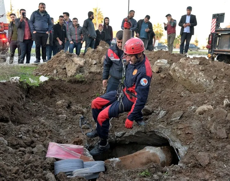 Rögara düşen dana, köpeğin başında havlamasıyla fark edilip kurtarıldı