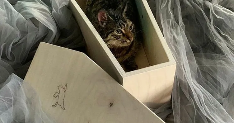 Rusya’da bir girişimci kedi tabutu satmaya başladı