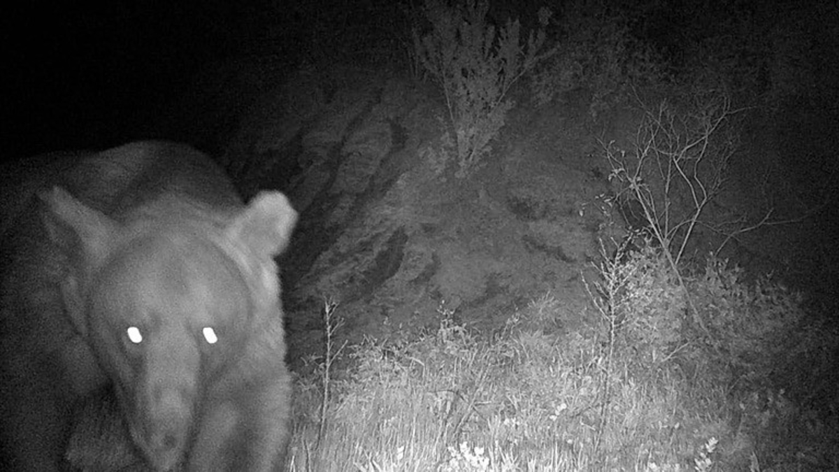 Erdek'te ayı saldırısı! Hastaneye kaldırıldı Erdek'te ayı saldırısı! Hastaneye kaldırıldı