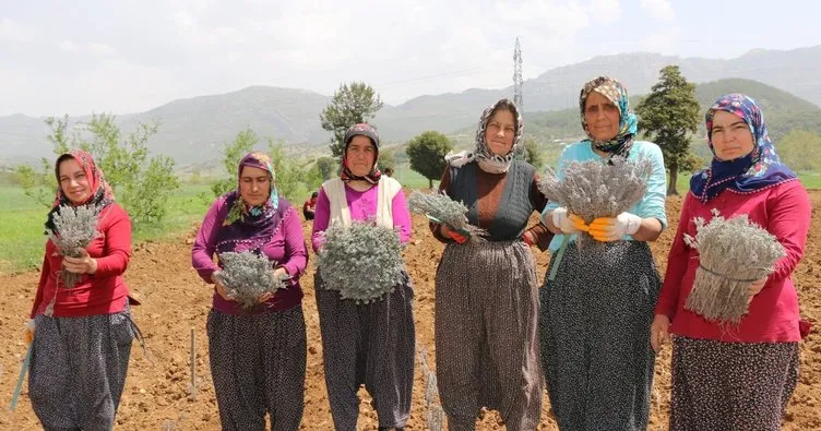 Kadınlar Anadolu’yu lavanta vadisine dönüştürüyor