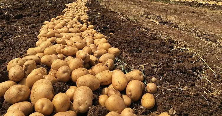 Türkiye, patates üretiminde dünyada ilk 10’da