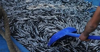 Palamut üzdü hamsi sevindirdi