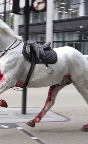 Londra sokaklarında kanlı at krizi! Süvari atlarına ne oldu? Yaralılar var…
