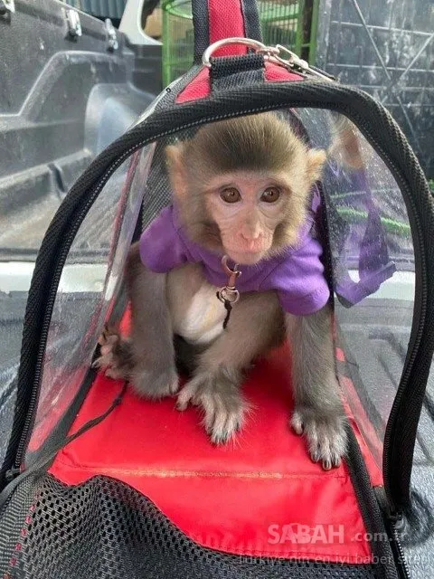 Sosyal medya fenomeni Meriç İzgi tutuklandı! 3’üncü kez kaçak aldığı maymuna da konuldu