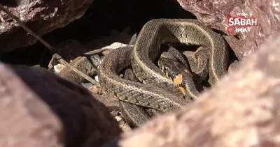 ‘Yılan Pınarı’ bölgesinde ortaya çıkmaya başlayan yılanların görüntüsü, Brezilya’nın Yılan Adası’nı aratmıyor | Video