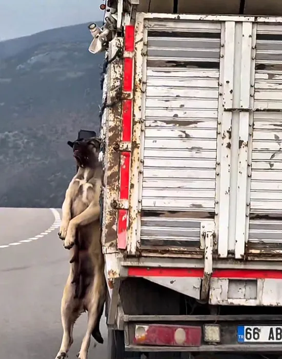 Yozgat’ta çekilen görüntülere tepki yağmıştı! O köpeğin sahibi konuştu: Can güvenliğim yok!