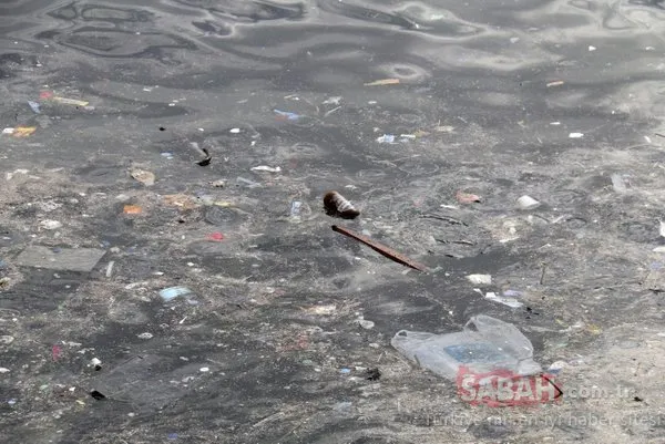 Yenikapı sahilinde iç acıtan görüntü... Balıklar kirliliğin içinde yaşam savaşı veriyor