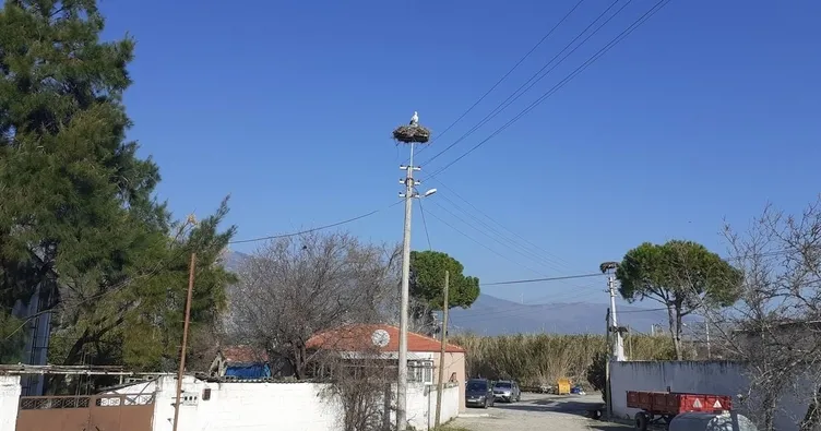 Yılın ilk leyleği geldi