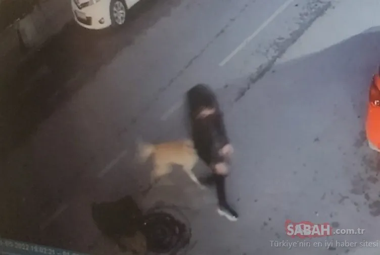 Kocaeli’de sokak köpeği dehşeti! Küçük çocuk kabusu yaşadı