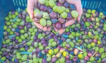 Çöl sıcakları zeytini kararttı