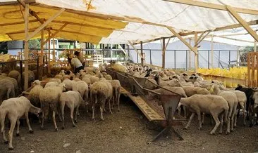 Bağcılar’da kurban pazarının gözdesi “Şampiyon” oldu! Kurban pazarları hijyenik ortamda alıcıları bekliyor #istanbul