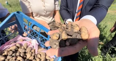 Burada yetişmez dediler... Kilosu 15 bin liradan satılıyor: O ürünün ilk hasadı yapıldı!