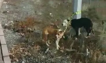 Kayseri’de pitbull cinsi köpekler sokağa terk edildi