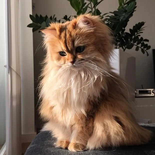 sabah