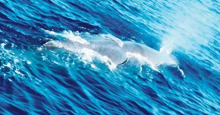 Fethiye’de 10 metrelik balina görüntülendi