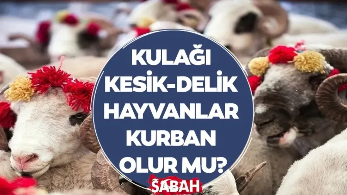 Kulağı kesik veya delinmiş hayvanlar kurban edilir mi? Diyanet açıkladı! Kulağı kesik veya delinmiş hayvanlar kurban edilir mi? Diyanet açıkladı!