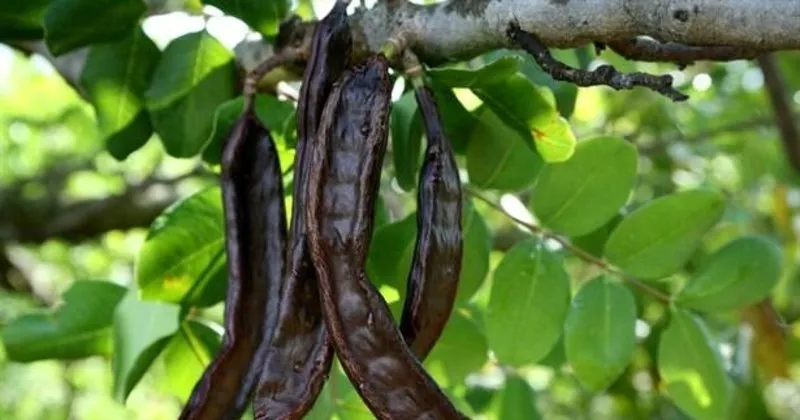 Keciboynuzunun Faydalari Nelerdir Zayiflatir Mi Keciboynuzu Pekmezi Kilo Aldirir Mi Son Dakika Haberler