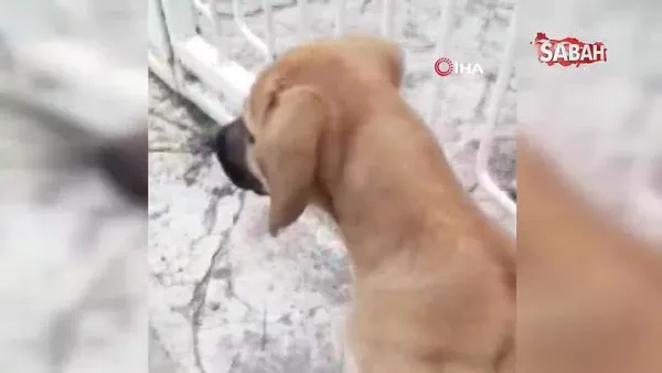 Adana'da kafası bidona sıkışan köpeği yoldan geçen imamlar kurtardı