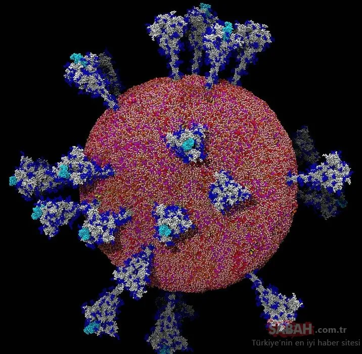 İlk kez bu kadar net görüntülendi! İşte koronavirüsün insan hücresine girdiği an...
