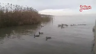 Doğada yaralı halde bulunup tedavisi yapılan yabani ördekler tekrar doğaya bırakıldı