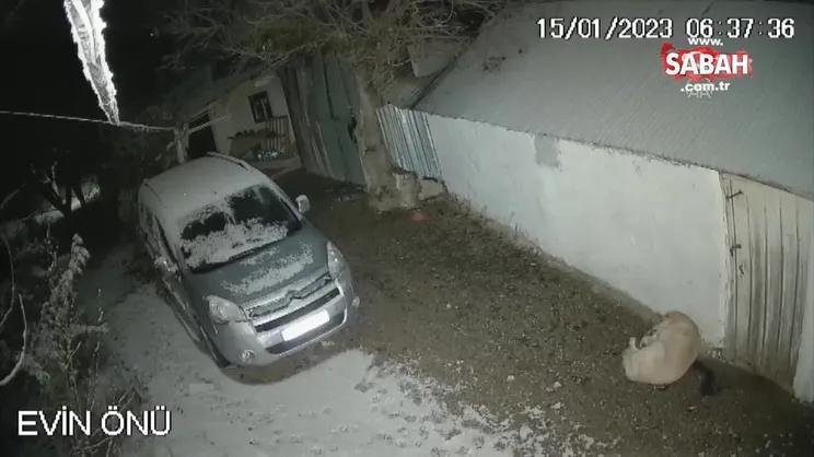 Elazığ'daki depremde köpeğin kaçışı kameraya yansıdı | Video