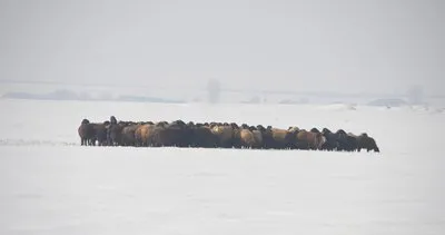 Muş’ta aralıklarla etkili olan kar yağışı çiftçilerin yüzünü güldürdü