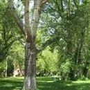 Atatürk Orman Çiftliği hakkında karar