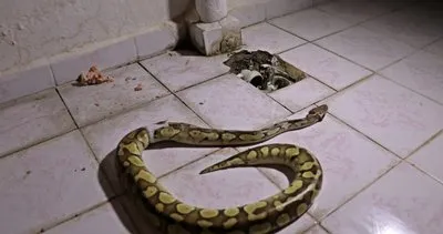 Şok iddia: Aref’in getirdiği yılan balkondan çıktı