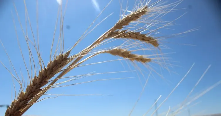 Nevşehir’de buğday hasadı yapıldı