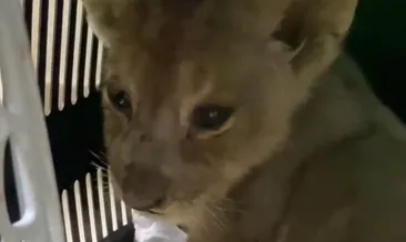 Yavru aslan devlet güvencesinde